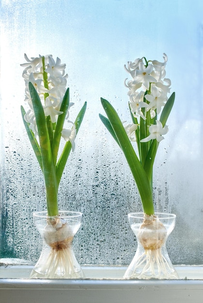 Primo piano di Crocus che cresce in una pianta di acqua dolce su un davanzale Due mazzi di fiori bianchi che si aggiungono alla bellezza della natura e all'ambiente tranquillo mentre crescono in una serra con copyspace