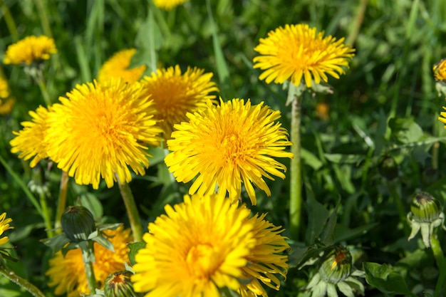 primo piano di denti di leone gialli in primavera, profondità di campo