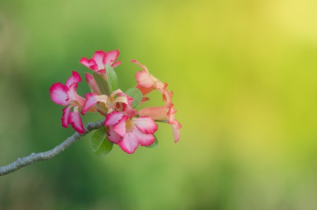 Primo piano di Desert Rose su sfondo, (chiamato anche Impala Lily, Mock Azalea, Adenium rosa)