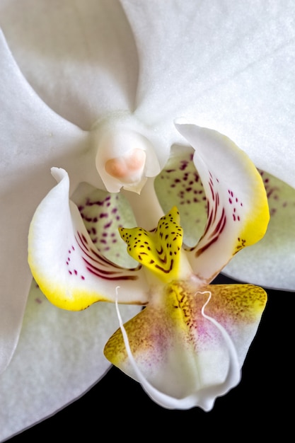 Primo piano di dettaglio orchidea bianca su sfondo nero