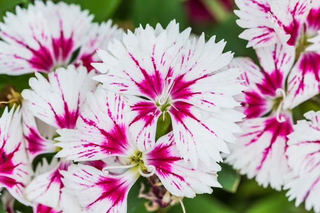 Primo piano di Dianthus rosa Chinensis Flowers