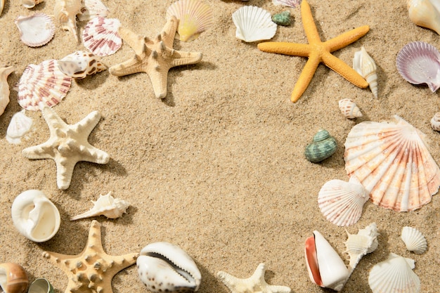 Primo piano di diverse conchiglie su una spiaggia sabbiosa, un muro con spazio per il testo