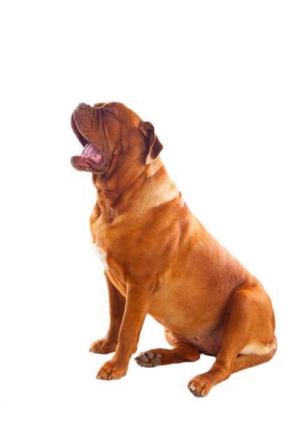 Primo piano di Dogue de Bordeaux