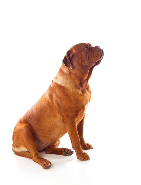 Primo piano di Dogue de Bordeaux