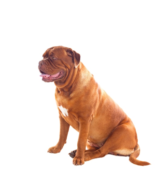 Primo piano di Dogue de Bordeaux