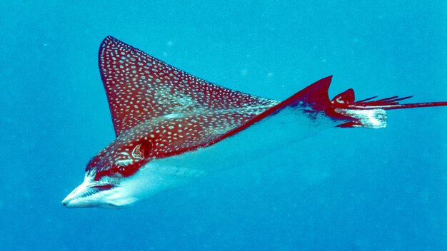 Primo piano di Eagleray nell'acqua blu, Maldive.