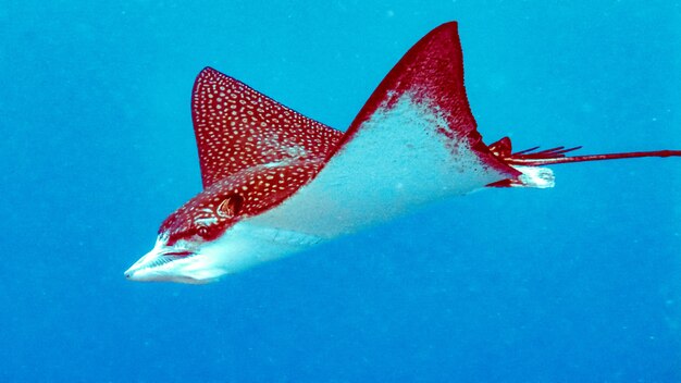 Primo piano di Eagleray nell'acqua blu, Maldive.