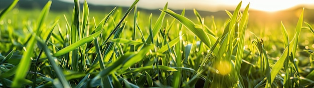 primo piano di erba al sole