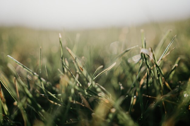 Primo piano di erba appena tagliata sul prato verde o sul campo con spazio libero per la messa a fuoco morbida del raggio di sole