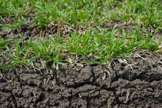 Primo piano di erba di grano verde e una fetta di terreno