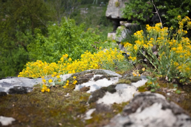 Primo piano di erba e fiori su un'alta scogliera