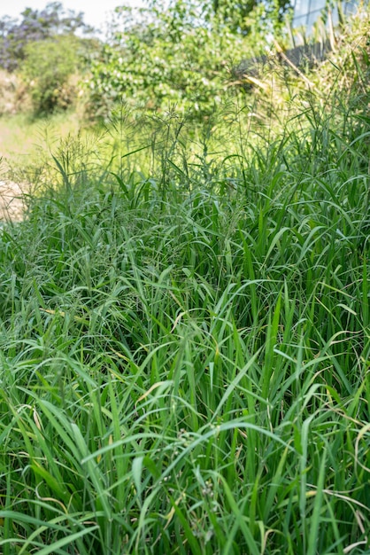 Primo piano di erba invasa nel parco