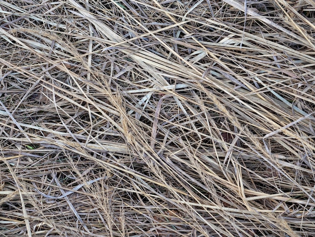 Primo piano di erba secca nel campo primaverile. Fieno, sfondo