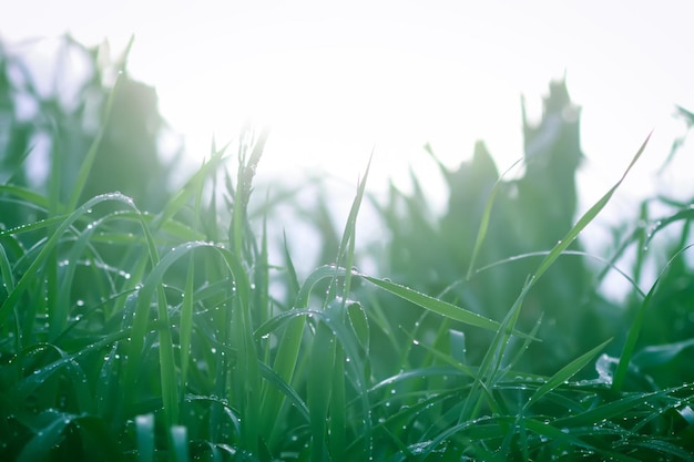 Primo piano di erba verde con gocce d'acqua Rugiada mattutina sul campo estivo