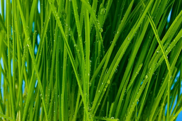 Primo piano di erba verde