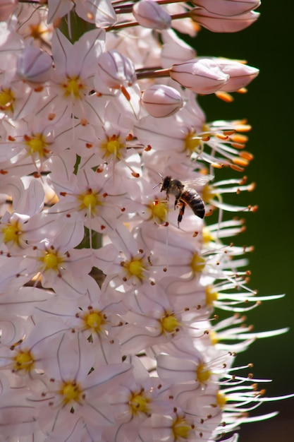 Primo piano di Eremurus himalaicus con un'ape che raccoglie il nettare dai fiori