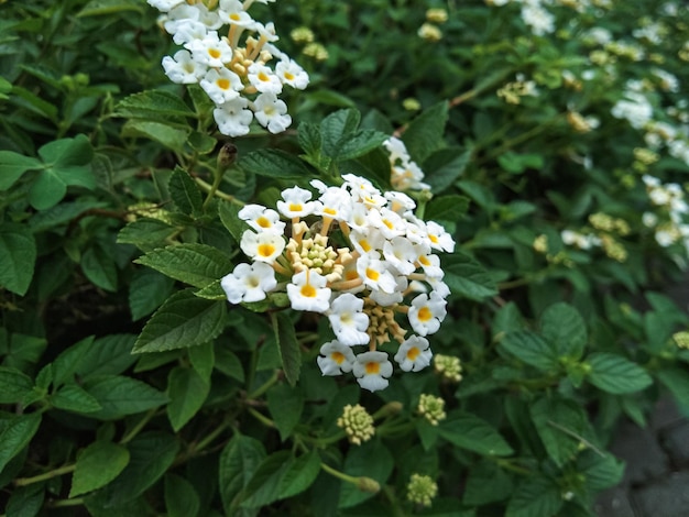 primo piano di escrementi di pollo o fiori di lantana urticoides