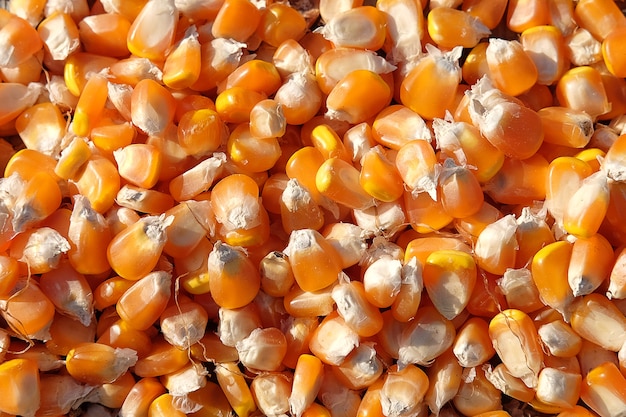 Primo piano di essiccazione del mais