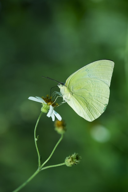 Primo piano di farfalla nella natura