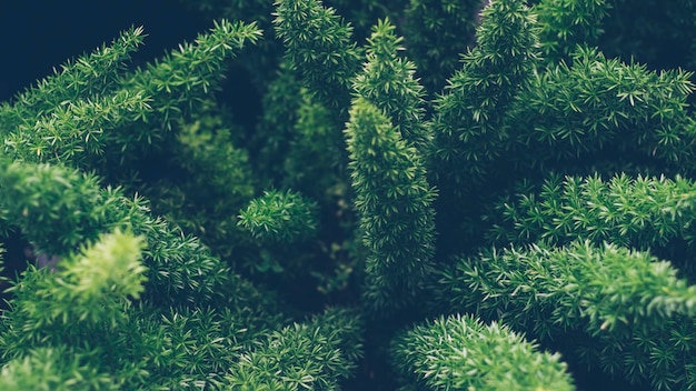 Primo piano di felce verde Foglie verdi tropicali sfondo palma di felce e foglia di Monstera Deliciosa sulla parete con sfondo di concetto di motivo giungla floreale dai toni scuri primo piano