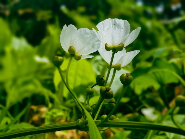 Primo piano di fiore bianco sullo sfondo del giardino bella natura tonificante primavera natura design