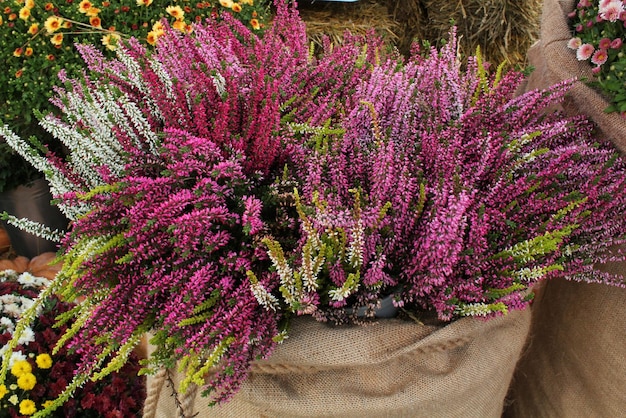 Primo piano di fiore di erica fiore viola in borsa di tela Calluna vulgaris Pianta autunnale stagionale mar