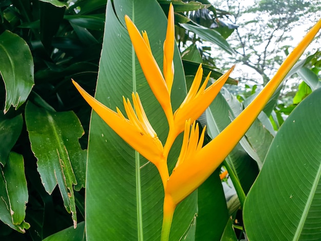 Primo piano di fiore giallo sullo sfondo del giardino bella natura tonificante primavera natura design