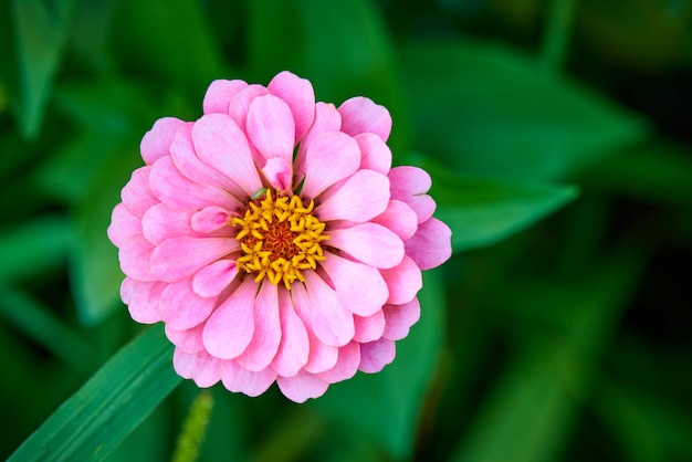 Primo piano di fiore in fiore