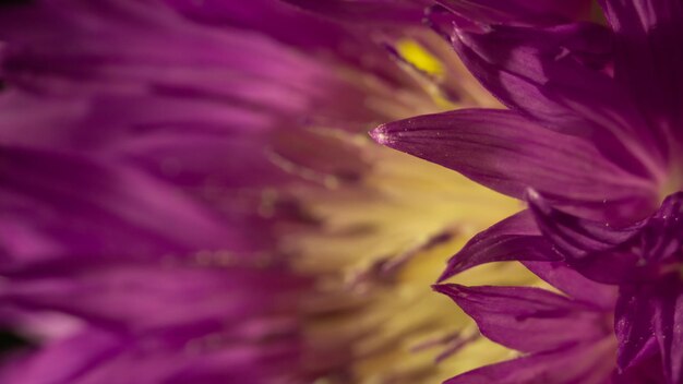 primo piano di fiore rosa astratto con centro giallo