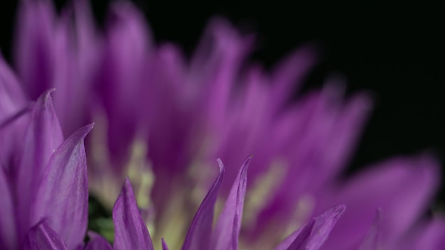 primo piano di fiore rosa astratto