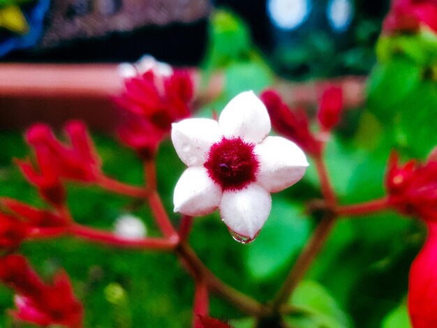 Primo piano di fiore rosso sullo sfondo del giardino bella natura tonificante primavera natura design