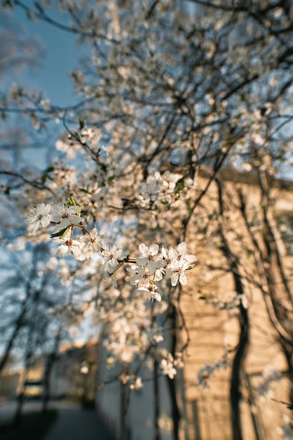 Primo piano di fiori bianchi Albero in fiore in aprile Concetto di risveglio della natura dopo i mesi invernali