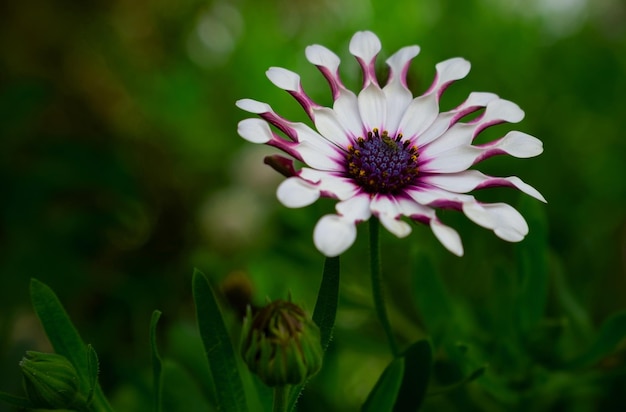 Primo piano di fiori bianchi di gazania su uno sfondo scuro naturale delicato