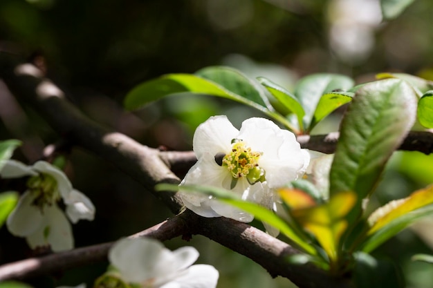 Primo piano di fiori bianchi di mela cotogna giapponese presi all'aperto