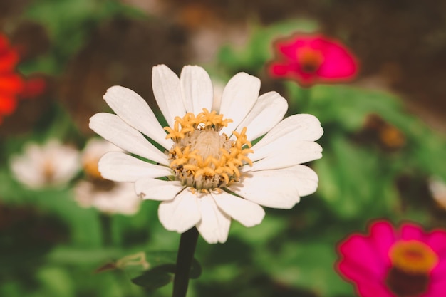 Primo piano di fiori bianchi di zinnia con nettare giallo