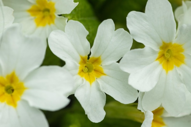 Primo piano di fiori bianchi e gialli