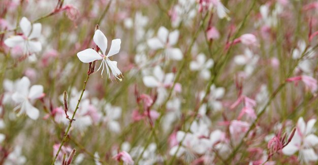 primo piano di fiori bianchi Gaura Whirling Butterflies