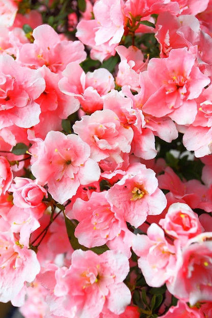 Primo piano di fiori di azalea rosa in fiore