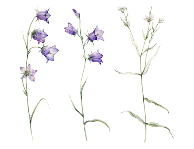 Primo piano di fiori di campanula diffusione blu Campanula patula campanella campanula rapunzel Rabelera holostea stellaria Illustrazione della pittura a mano dell'acquerello su sfondo bianco isolato