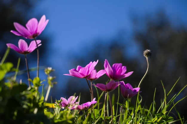 Primo piano di fiori di campo viola illuminati dal sole