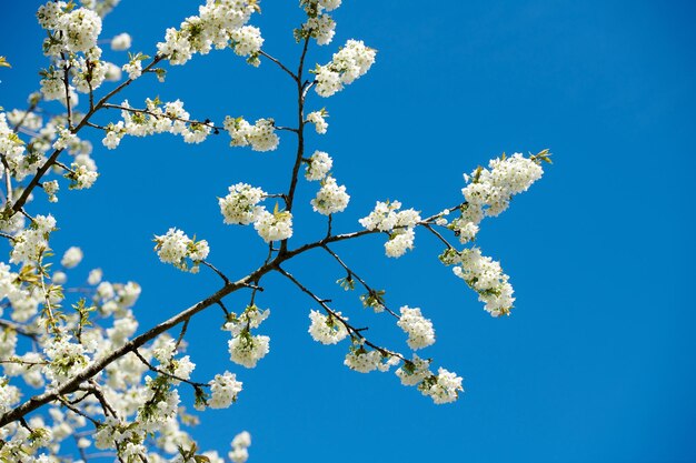 Primo piano di fiori di ciliegio dolce su un ramo contro uno sfondo azzurro del cielo Piccoli fiori bianchi che crescono in una foresta pacifica con spazio per la copia Macro dettagli di motivi floreali e trame