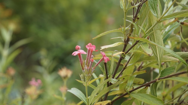 Primo piano di fiori di colore rosa di Arachnothryx leucophylla noto anche come Panama Rose