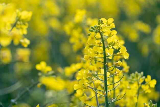 Primo piano di fiori di colza di campo di colza giallo brillante Paesaggio estivo per carta da parati Agricoltura ecologica