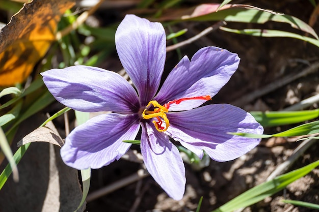 Primo piano di fiori di croco