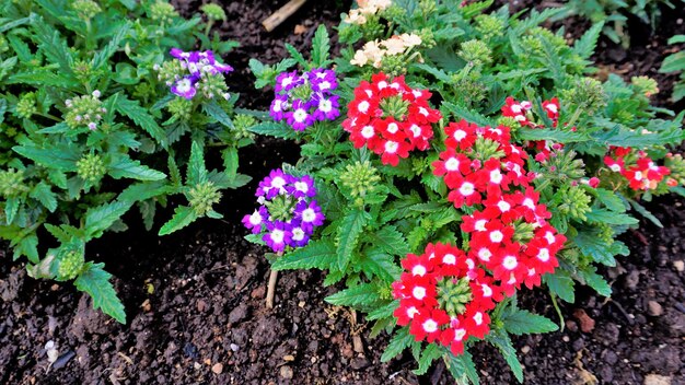 Primo piano di fiori di fiori multicolore di verbena ibrida comune da giardino con sfondo di foglie verde scuro