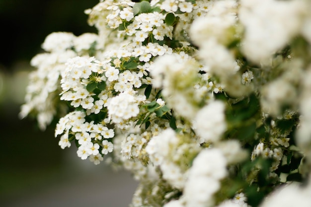 primo piano di fiori di gelsomino in un ramo di giardino con fiori bianchi