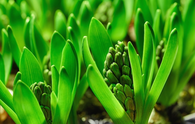 Primo piano di fiori di giacinto in erba su uno stelo arbusto verde lussureggiante che cresce in un giardino di casa Vista macro di una pianta di giacinto con foglie vibranti su steli che fioriscono in un'aiuola paesaggistica del cortile