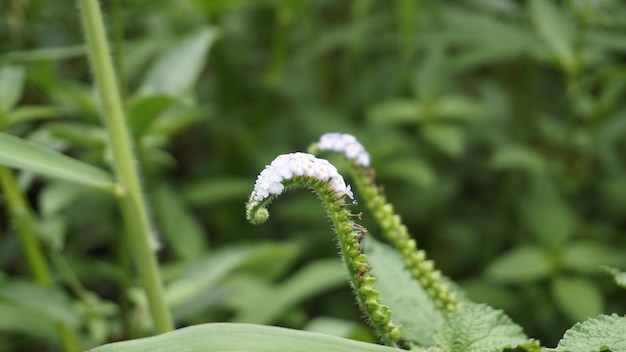 Primo piano di fiori di Heliotropium indicum noto anche come turnsole eliotropio indiano India eliotropio occhio luminoso indiano turnsole bianco cleary wild clary Alacrancillo
