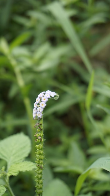 Primo piano di fiori di Heliotropium indicum noto anche come turnsole eliotropio indiano India eliotropio occhio luminoso indiano turnsole bianco cleary wild clary Alacrancillo