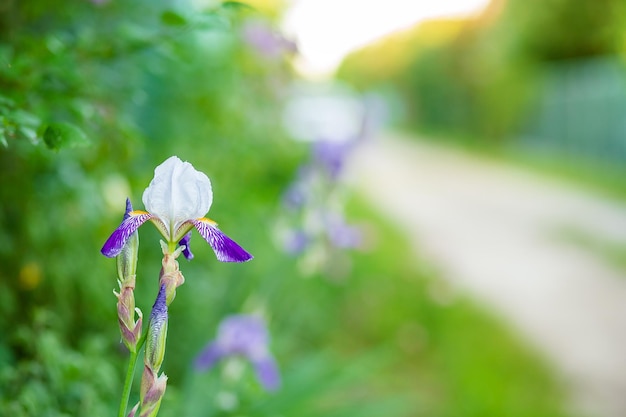 Primo piano di fiori di iris su sfondo sfocato Bellissimi fiori viola estivi in giardino